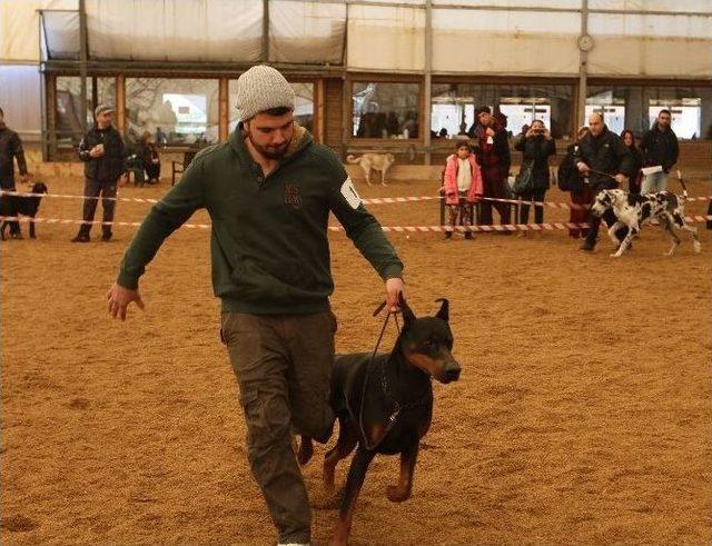 En Güzel Köpek Irkları Gasbik’te Yarıştı