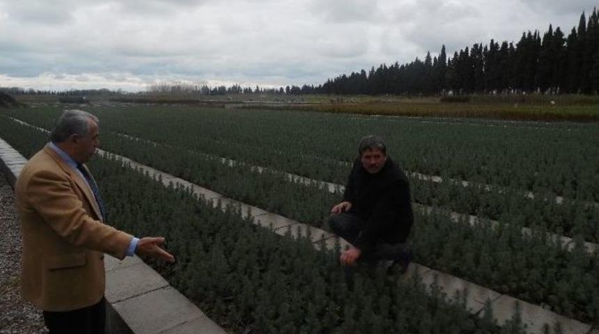 Kaymakam Arslan&rsquo;ın Fidanlık İncelemesi