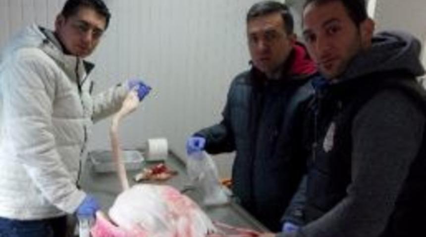 Yaralı Flamingoya Belediye Şefkati