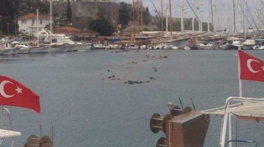 Deniz &Ccedil;ekildi &Ccedil;apalar Su &Uuml;st&uuml;nde Kaldı