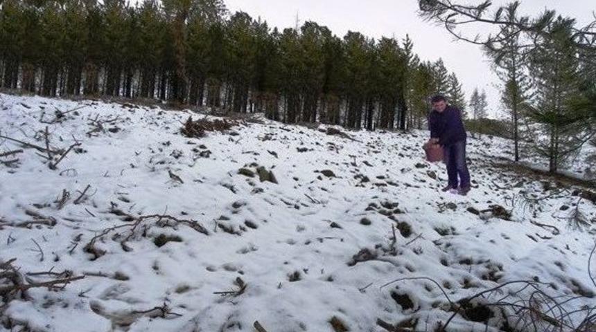 Yanan Ormana Anadolu Kara&ccedil;amı Tohumu Ekildi