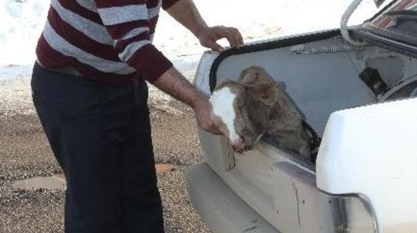 (&ouml;zel Haber) Hasta Buzağı Trafik Cezası Kurbanı Oldu