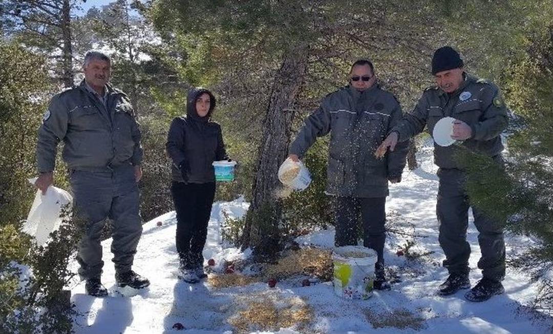 Mut&rsquo;ta Yaban Hayvanları İ&ccedil;in Doğaya Yem Bırakıldı