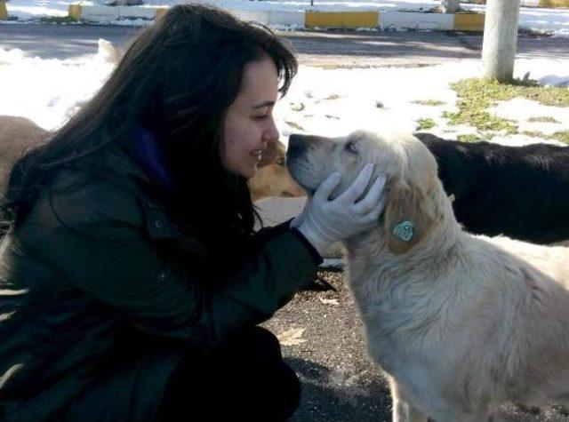 Ormana Terk Edilen Köpekleri Hayvanseverler Besliyor