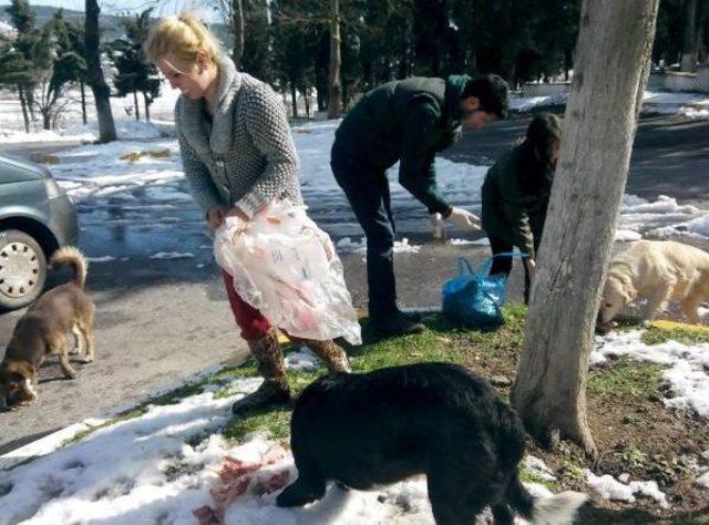 Ormana Terk Edilen Köpekleri Hayvanseverler Besliyor