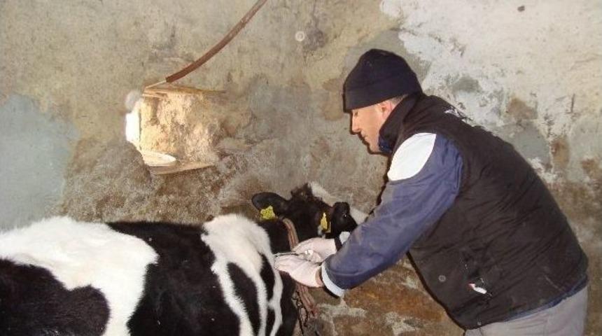 Malkara&rsquo;da 57 Bin B&uuml;y&uuml;kbaşa &rsquo;şap Aşısı&rsquo; Kampanyası Başlatıldı