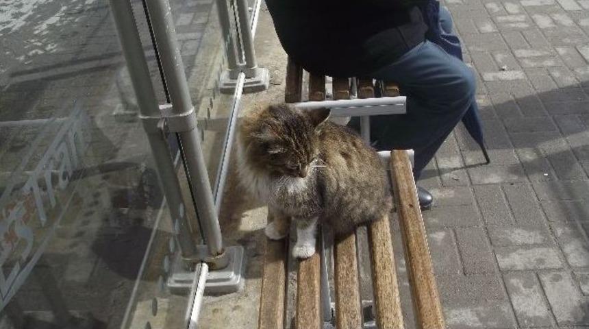 Tramvay Durağında Davetsiz Misafir