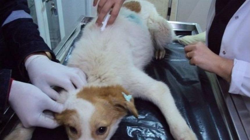 Belediye Sokak Hayvanlarını Kısırlaştıracak