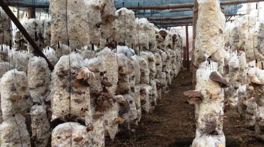 S&uuml;t&ccedil;&uuml;ler Mantar Vadisi Olacak