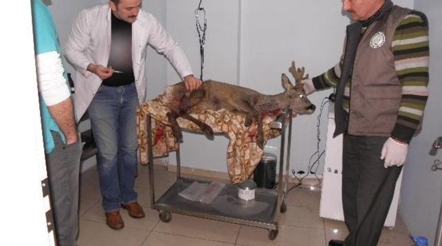 K&ouml;pekler Tarafından Yaralanan Karaca Tedavi Altına Alındı