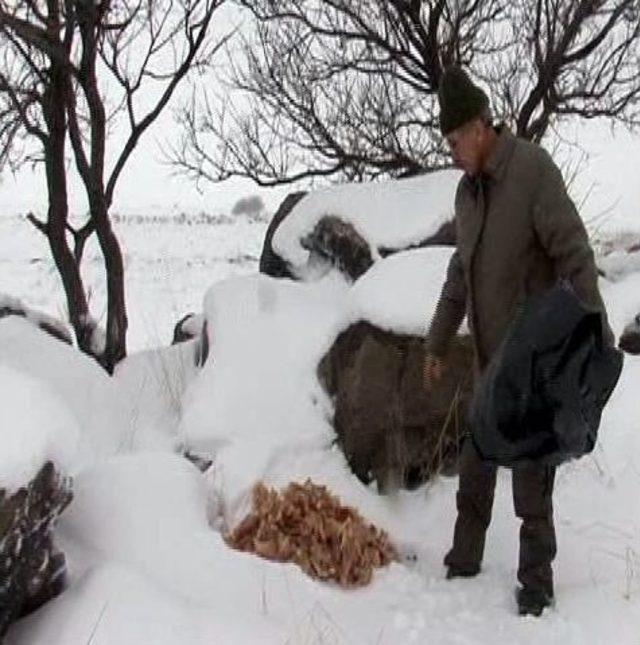 Yabani Hayvanlara 2 Yılda 7 Ton Yem Bırakıldı