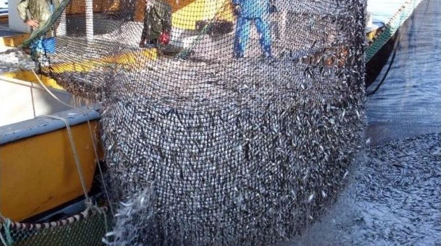 Balık &Uuml;retiminde Bilin&ccedil;siz İla&ccedil; Kullanımı Halk Sağlığını Tehdit Ediyor