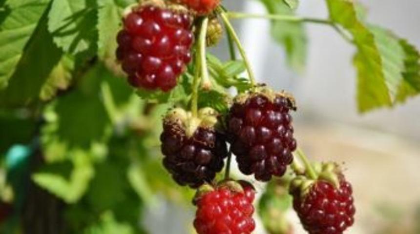 B&ouml;ğ&uuml;rtlen Ye, Şifa Bul