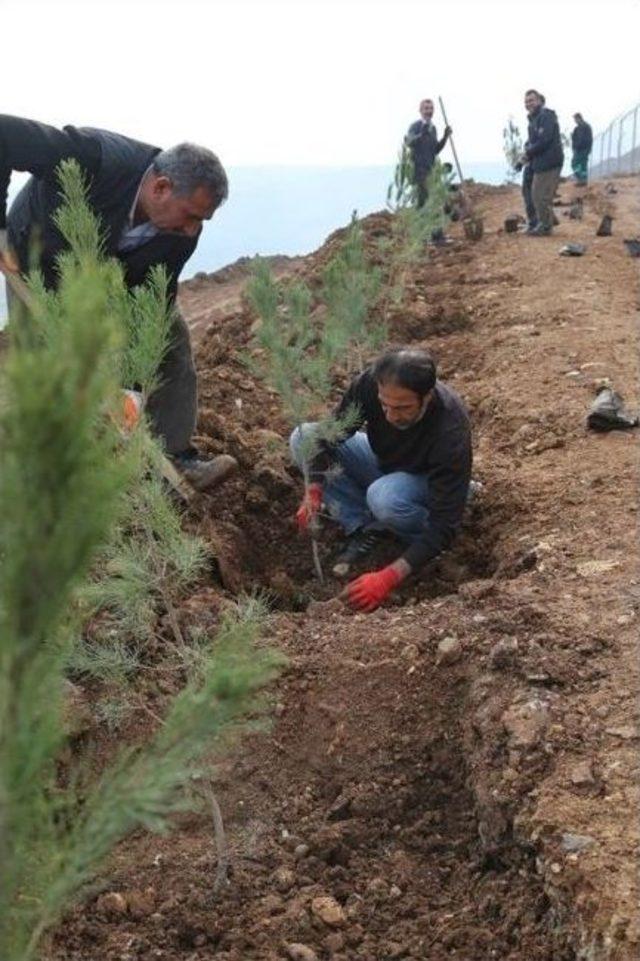 Cizre Belediyesi 18 Bin Metrekare Alan Üzerinde Yeşil Alan Çalışması Başlattı