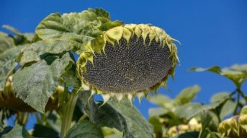 May Tohum Ay&ccedil;i&ccedil;eği İhracat Portf&ouml;y&uuml;n&uuml; B&uuml;y&uuml;tmeye Devam Ediyor