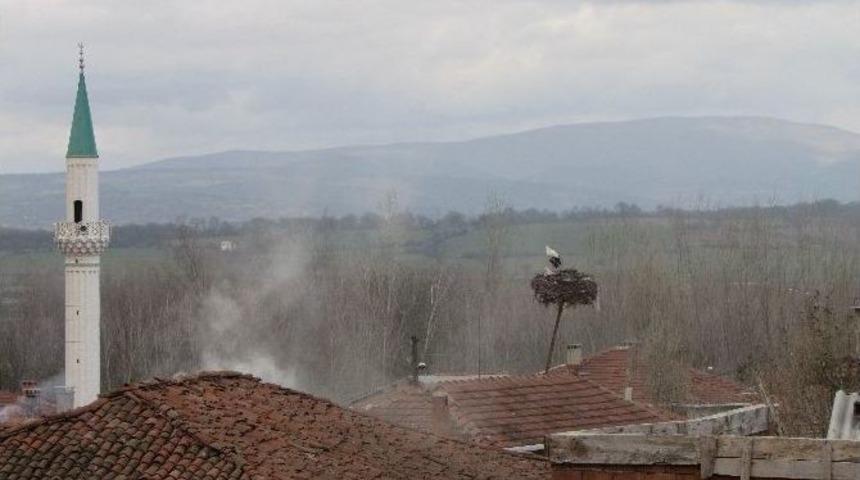 Leylekler Bu Yıl Erken Geldi