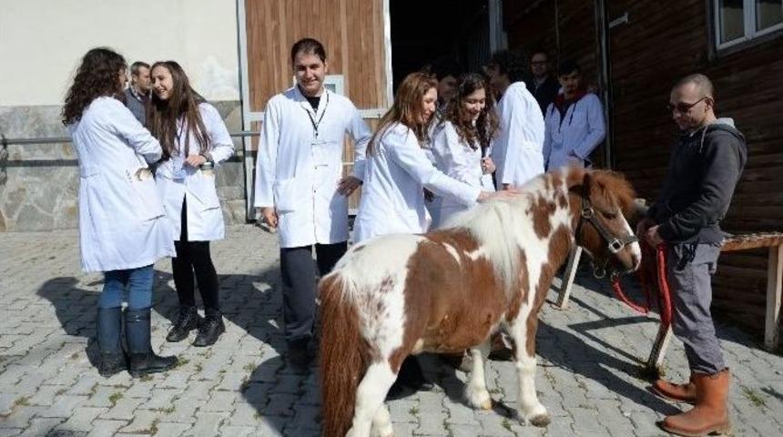 Hayvan Barınağına Ziyaret&ccedil;i Akını