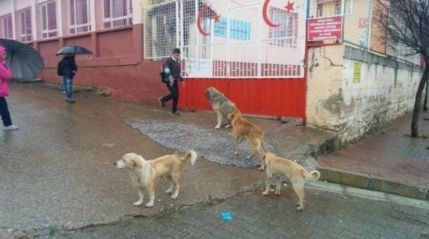 &Ouml;demiş&rsquo;te Başı Boş K&ouml;pekler &Ouml;ğrencileri Korkutuyor
