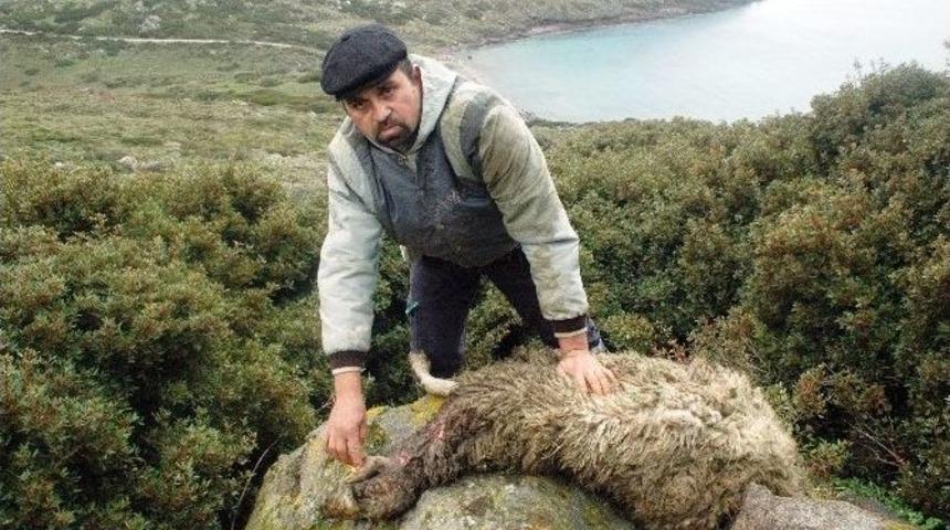 Bodrum&rsquo;da 85 Koyun Telef Oldu