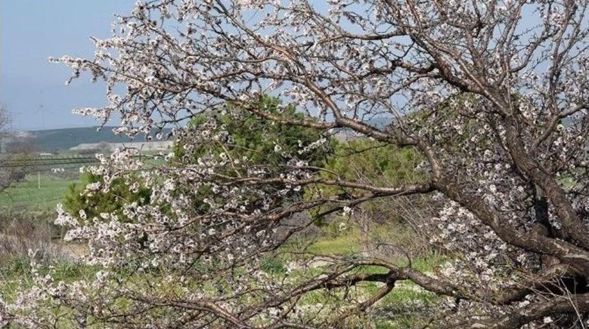 Aliağa&rsquo;da Badem Ağacı Devrildi