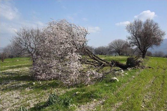 Aliağa&rsquo;da Badem Ağacı Devrildi 1