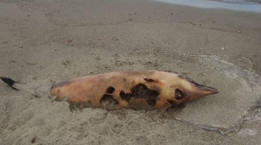 Lapseki Sahilinde &Ouml;l&uuml; Yunus Balığı Karaya Vurdu