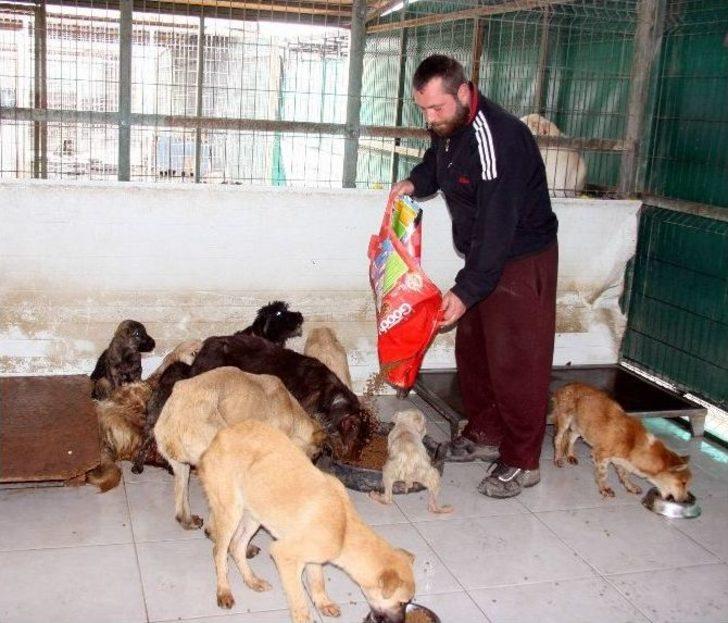 (özel Haber) Bursa’da Ölü Bulunan Köpeklerde Zehre Rastlanmadı