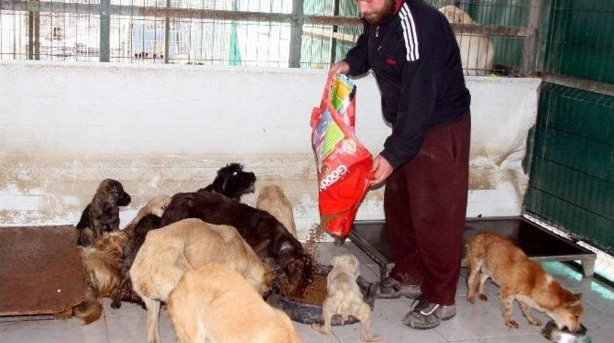 (&ouml;zel Haber) Bursa&rsquo;da &Ouml;l&uuml; Bulunan K&ouml;peklerde Zehre Rastlanmadı