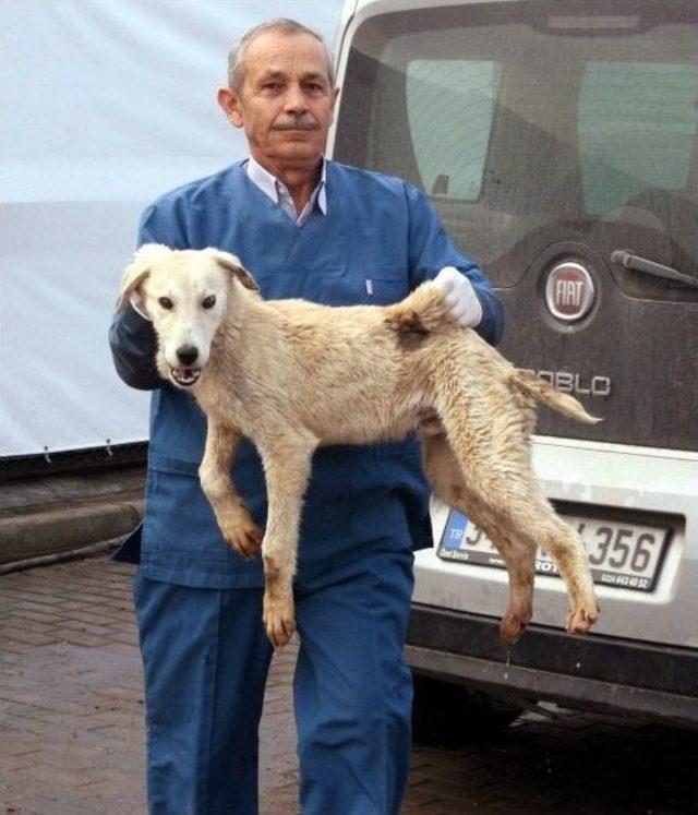 (özel Haber) Bursa’da Ölü Bulunan Köpeklerde Zehre Rastlanmadı