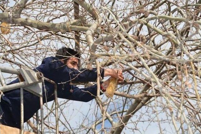 Tekirdağ’da Kuşlara Yem Bırakıldı