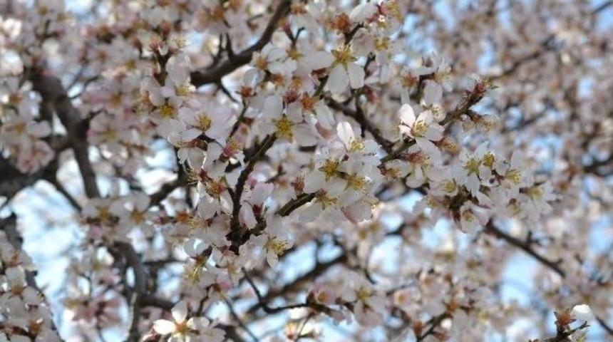 Edirne&rsquo;de Yalancı Baharda Badem Ağa&ccedil;ları &Ccedil;i&ccedil;ek A&ccedil;tı