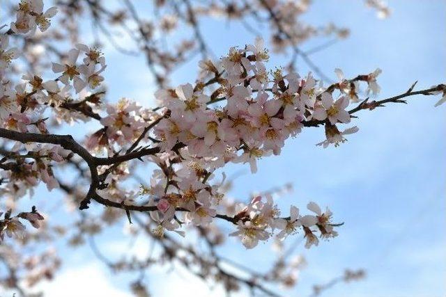 Edirne’de Yalancı Baharda Badem Ağaçları Çiçek Açtı