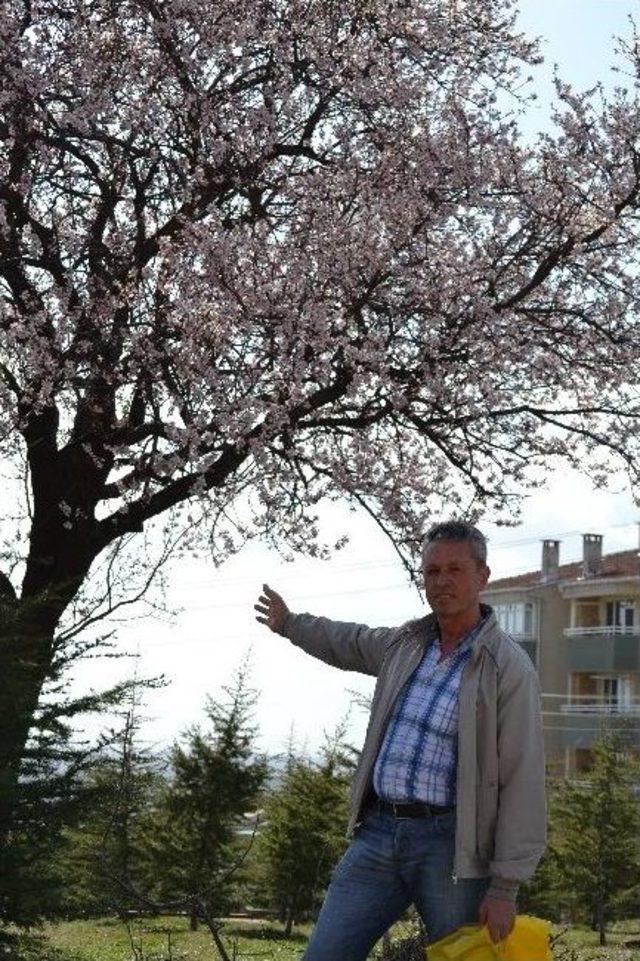 Edirne’de Yalancı Baharda Badem Ağaçları Çiçek Açtı