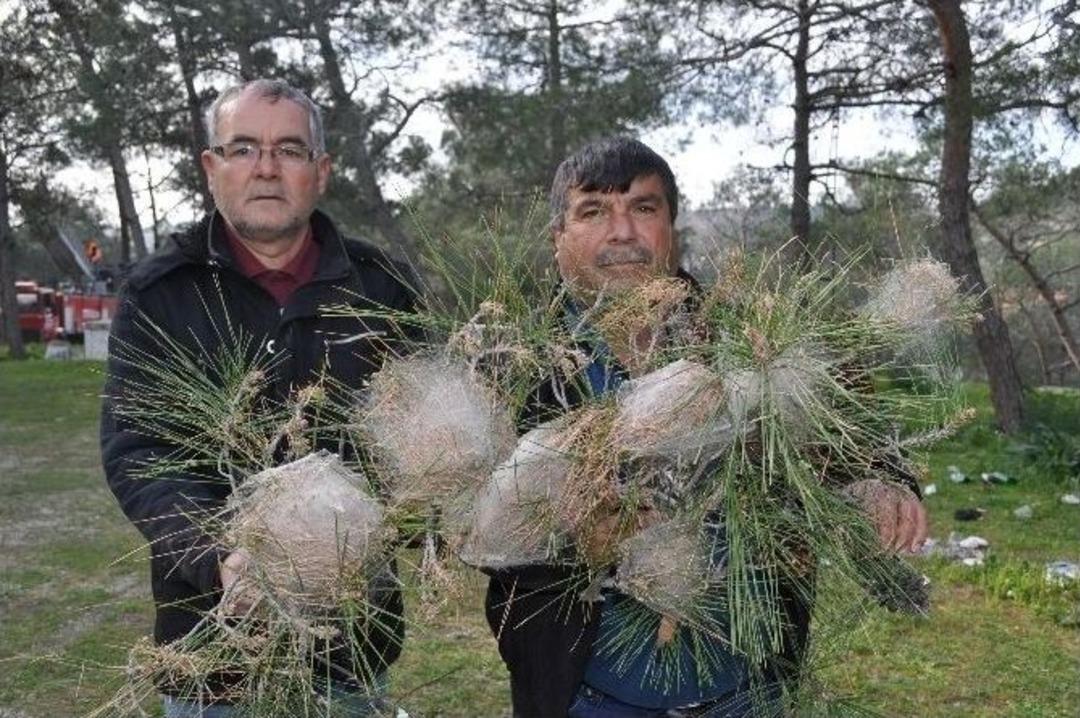 &Ccedil;am Kese B&ouml;ceğiyle M&uuml;cadele