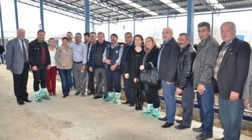 Damızlık Birliğinden &Uuml;yelerine D&uuml;ve Satışı