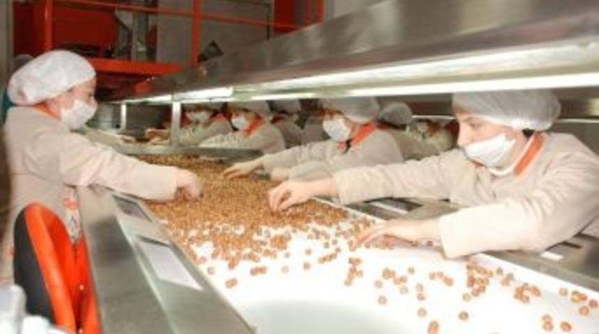 Fındık Sekt&ouml;r&uuml;nde Acı Tablo