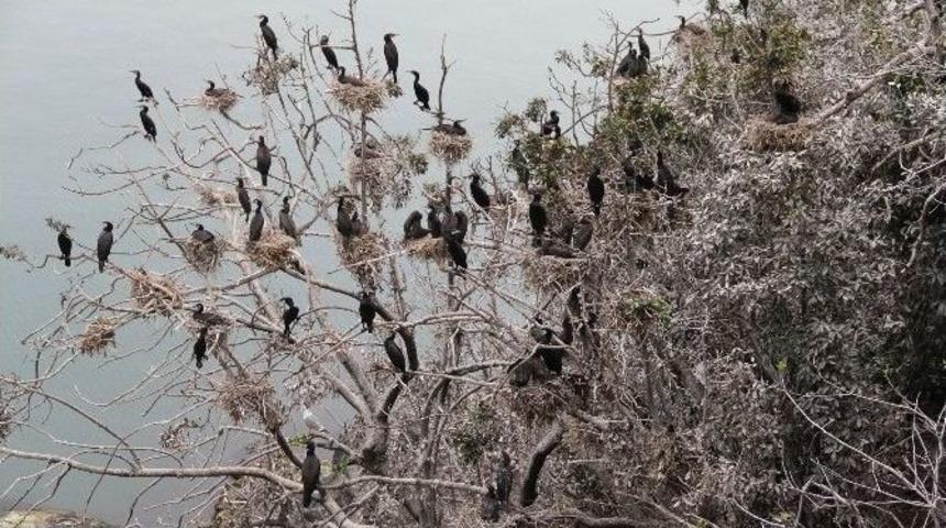 Giresun Adasında Herk&uuml;l&rsquo;&uuml;n İzini S&uuml;recekler