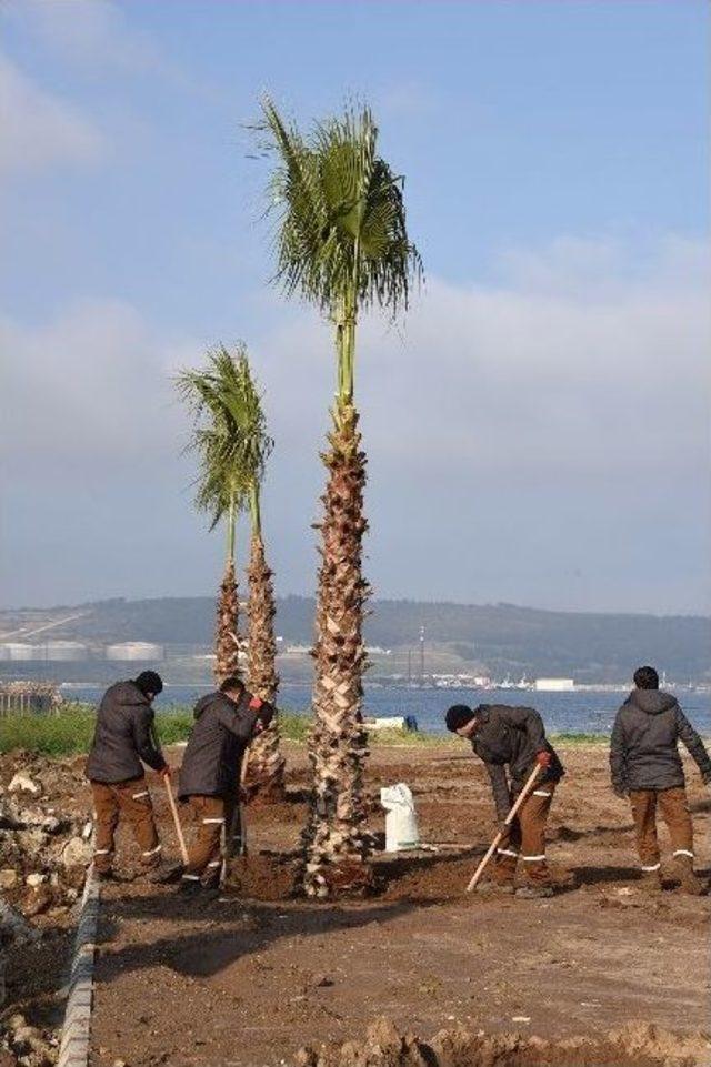 Aliağa Palmiye Ağaçları İle Donatılıyor