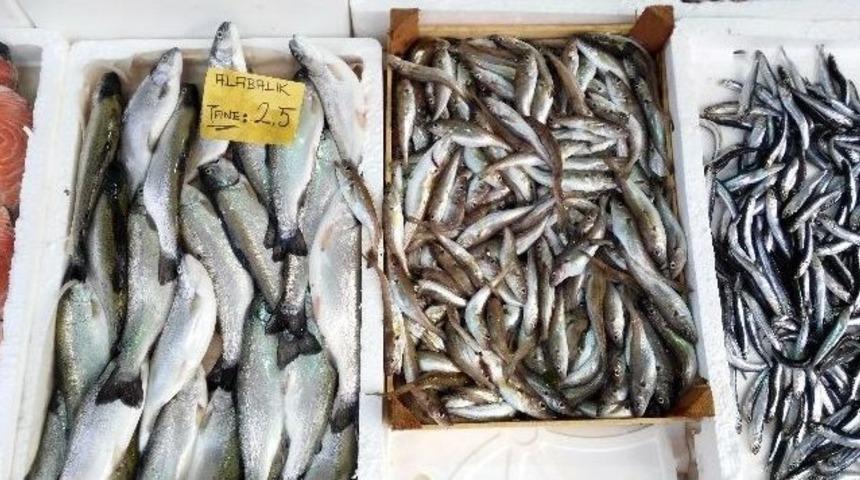 Batı Karadeniz’de Balık Fiyatları El Yakıyor
