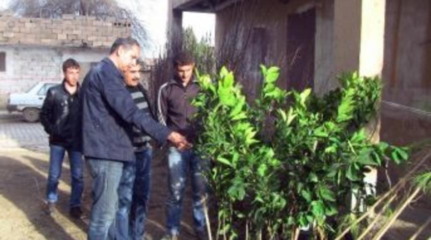 Ceylanpınar’da Fidan Satışlarında Artış