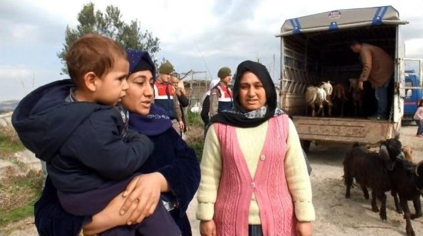 &Ouml;ld&uuml;r&uuml;len &Ccedil;obanın &Ccedil;alınan Koyunları Bulundu