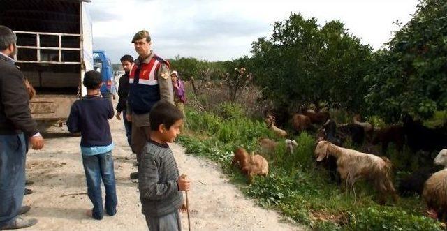 Öldürülen Çobanın Çalınan Koyunları Bulundu