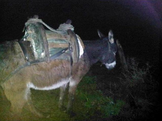 Odun Toplamaya Gittiği Ormanda Yaralı Bulundu