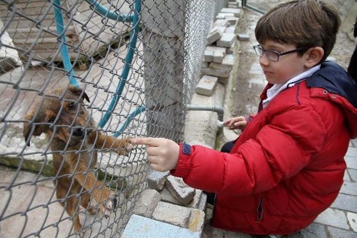 Karşıyakalılar Can Dostlara Sahip &Ccedil;ıktı