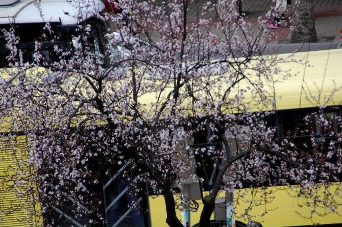 Yalancı Bahara Aldanan Ağa&ccedil;lar &Ccedil;i&ccedil;ek A&ccedil;tı