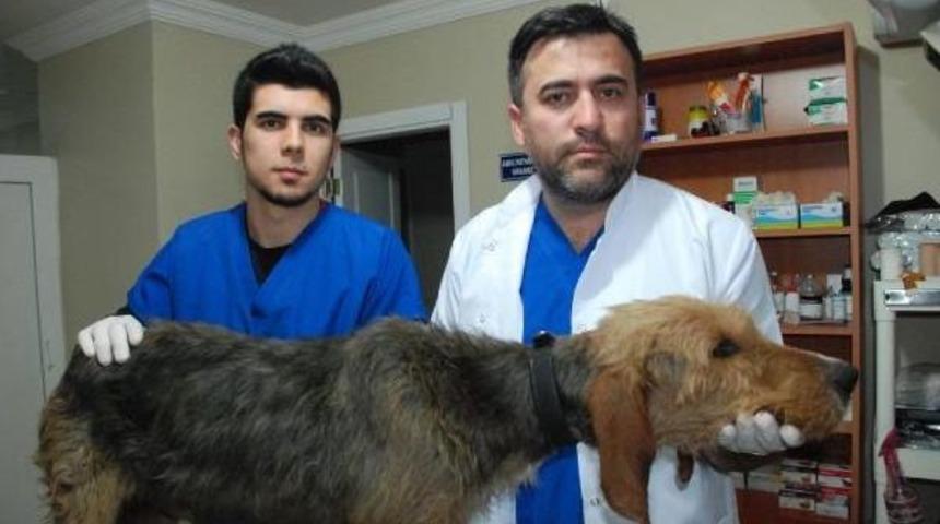 Av K&ouml;peği Karnındaki &Ouml;l&uuml; Yavurlar Alınarak Kurtarıldı