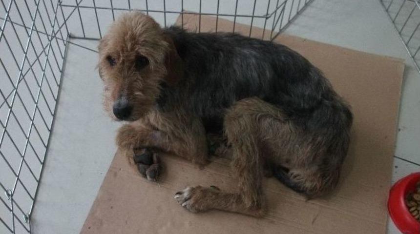 &Ouml;l&uuml; Yavrularını 18 G&uuml;n Karnında Taşımış