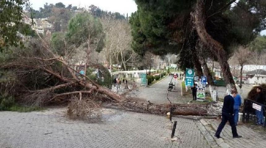 Şiddetli R&uuml;zgar Aydın'da Ağa&ccedil; Devirdi