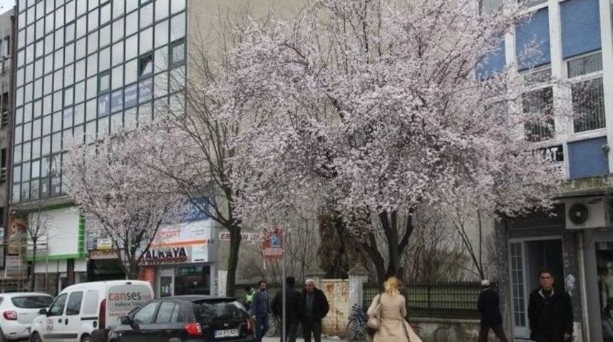 Sakarya&rsquo;da Yalancı Baharda Ağa&ccedil;lar &Ccedil;i&ccedil;ek A&ccedil;tı