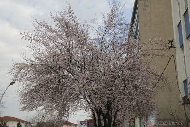 Sakarya&rsquo;da Yalancı Baharda Ağa&ccedil;lar &Ccedil;i&ccedil;ek A&ccedil;tı 1